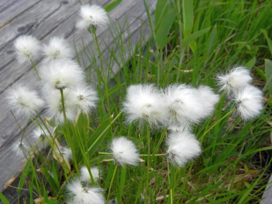 Ears of the wetland's tussock cottongrass