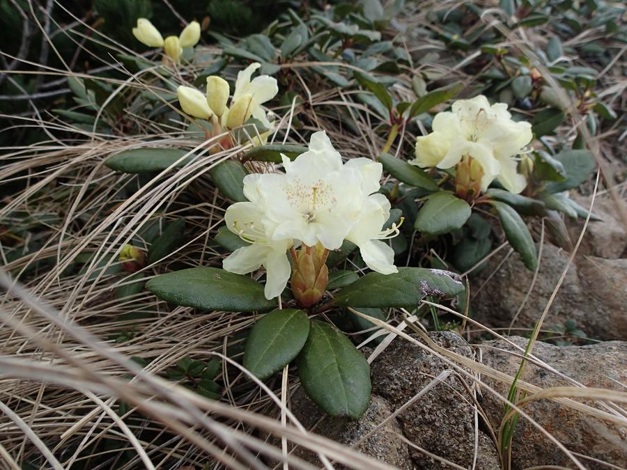Kibana rhododendron