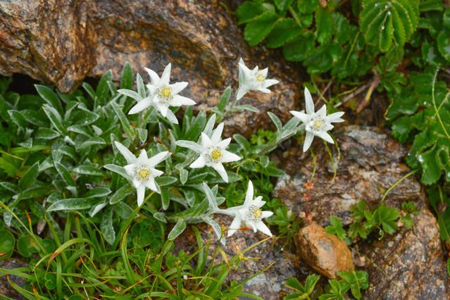 Hayachineusuyukiso (Leontopodium hyachinennse) is a rare form of vegetation endemic to Hayachine and currently at risk of extinction.