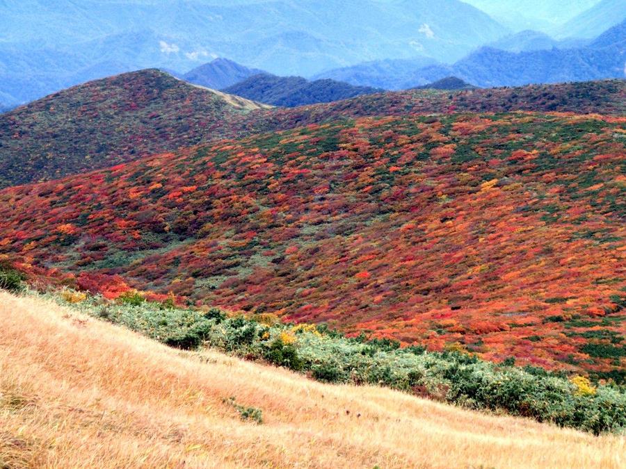 Carpet of autumn colors