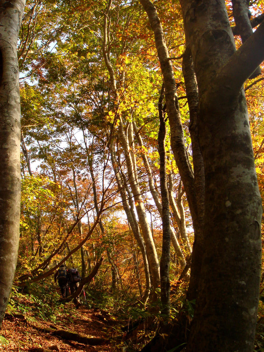 Autumn forest  ( Photo by NPO Shin-etsu Trail Club )